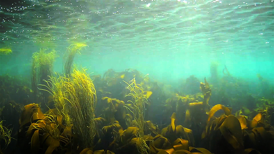 seaweed-benefits-underwater-cultivating