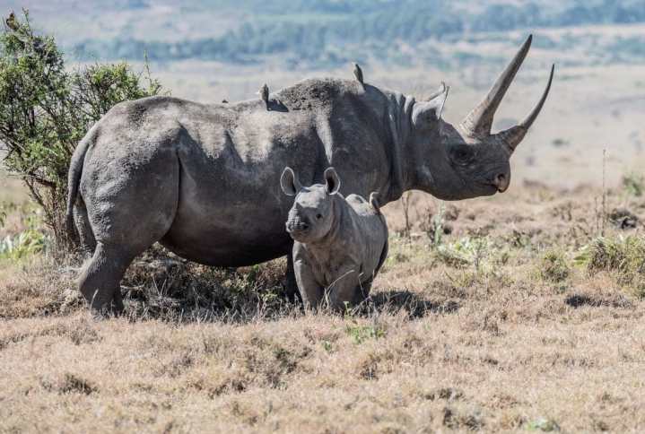 Black rhinos are on the verge of extinction. Image is of a baby & mother black rhino in Lewa Conservancy, Kenya.