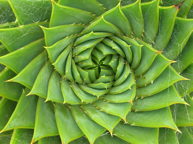 The Aloe plant spiral offers plenty of biomimicry inspiration! 
