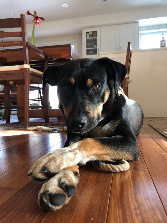 A black and brown dog with spotted paws laying on the floor with his paws crossed in front.