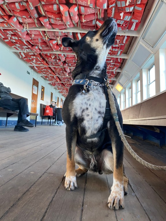 A black and white dog sitting below deck on a ferry, staring up at the lifejackets suspended in the ceiling.