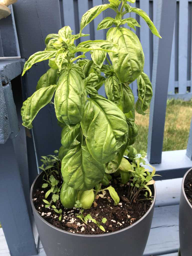 Small basil plant in grey pot