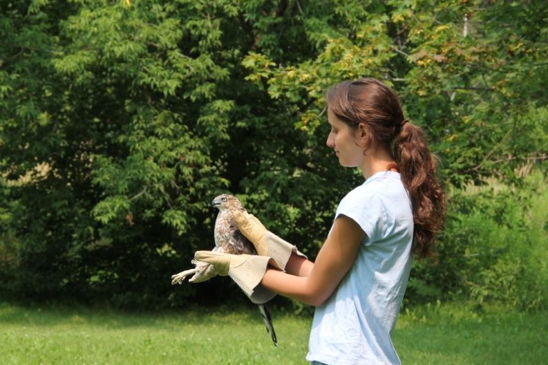 Adriana releasing a Cooper's Hawk back into the wild.