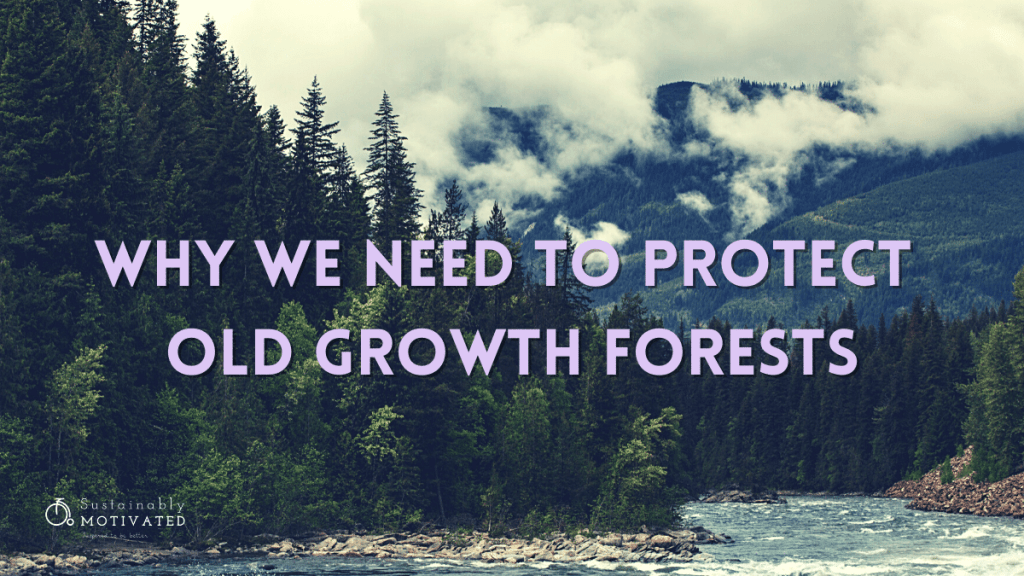 Why We Need To Protect Old Growth Forests