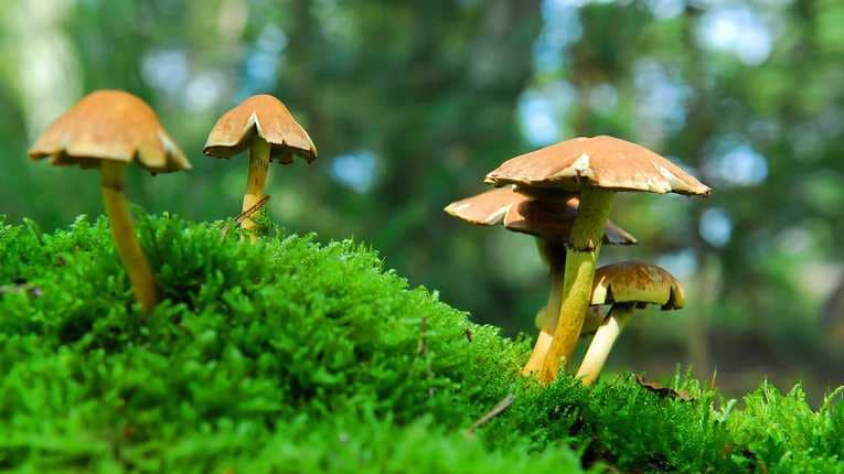 Mushrooms can represent an alternative to plastic