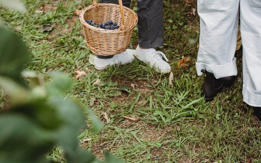 faceless ethnic women with basket with grapes in garden