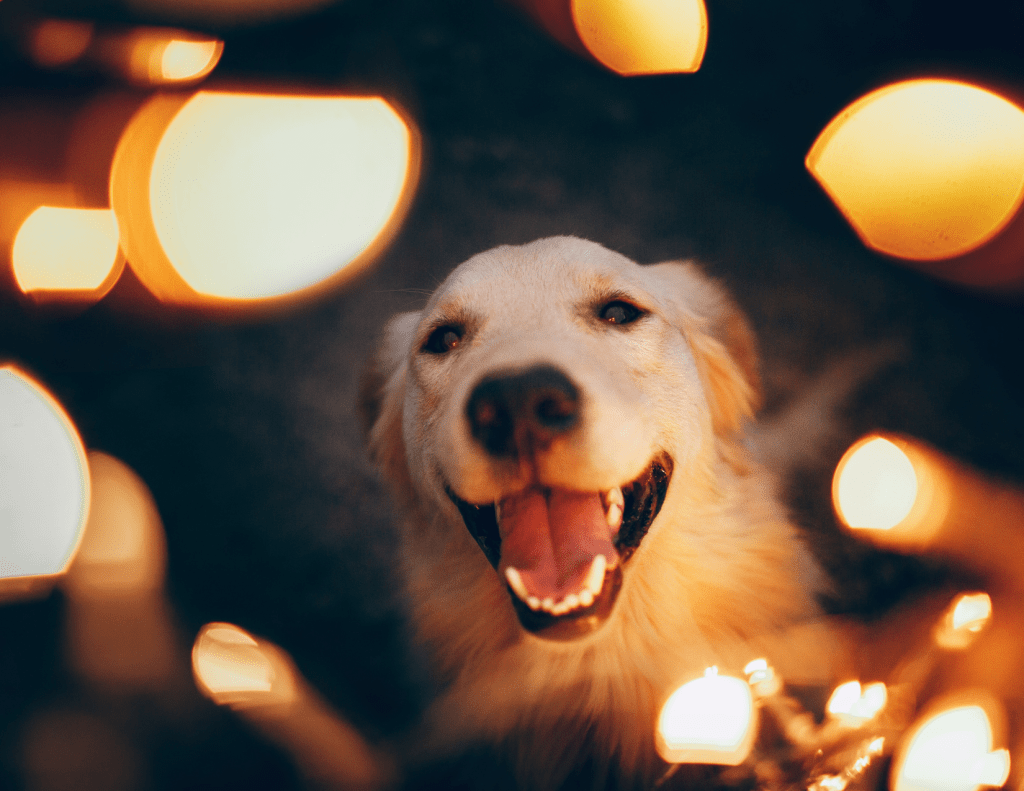 Remembering that the thoughts and company of loved ones (including pets!) are what's best will help encourage a low-waste holiday! 