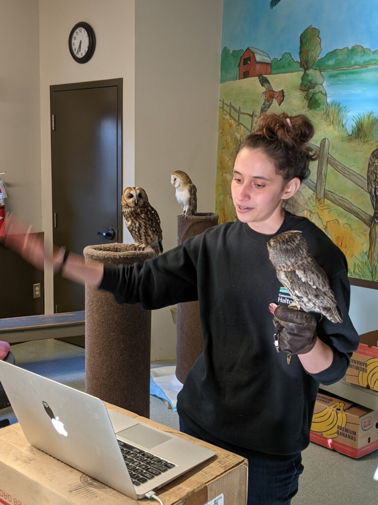Me & Trill, the Eastern Screech Owl, storytelling at the Mountsberg Raptor Centre.