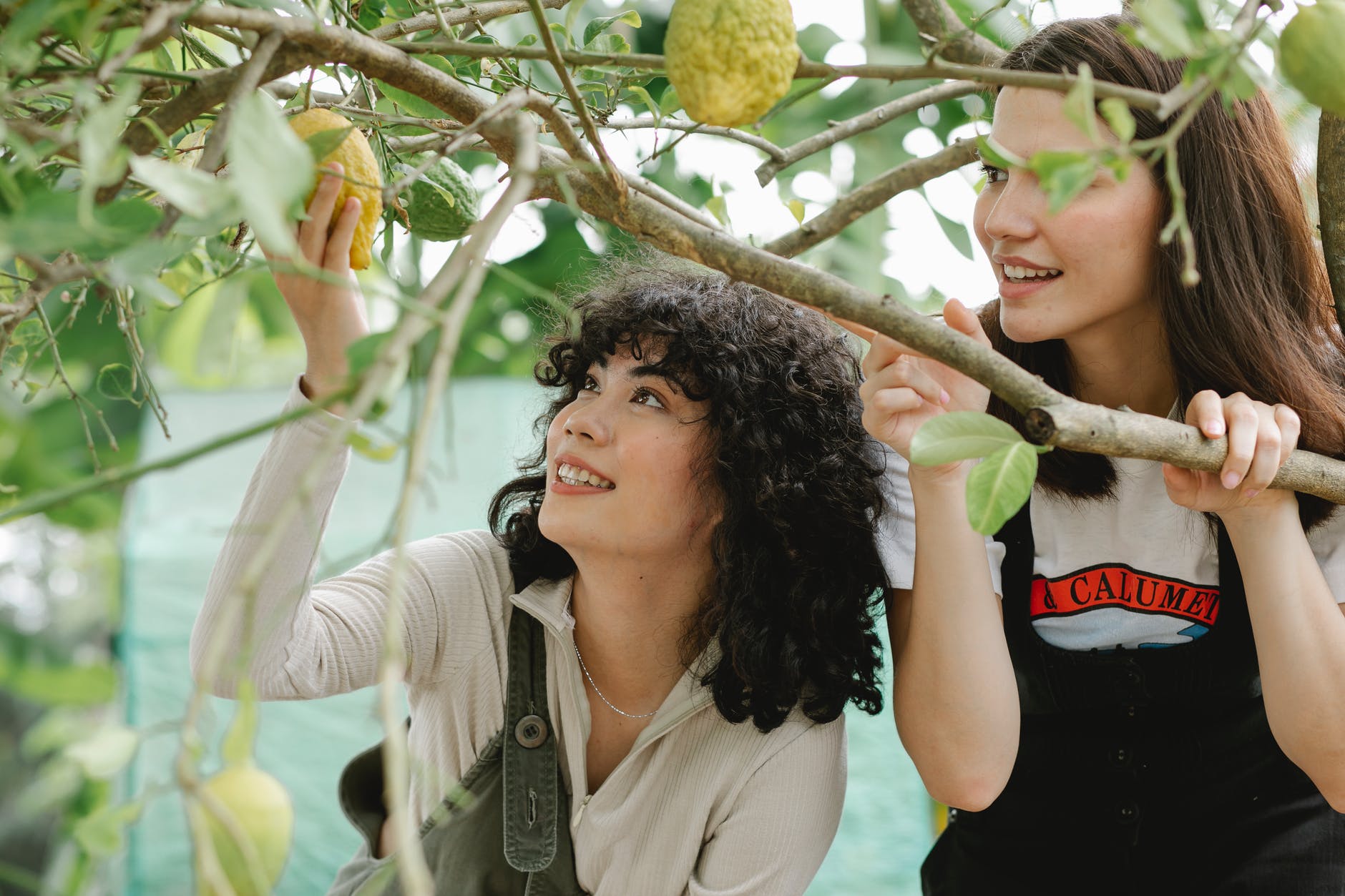 diverse female gardeners collecting lemons in orchard