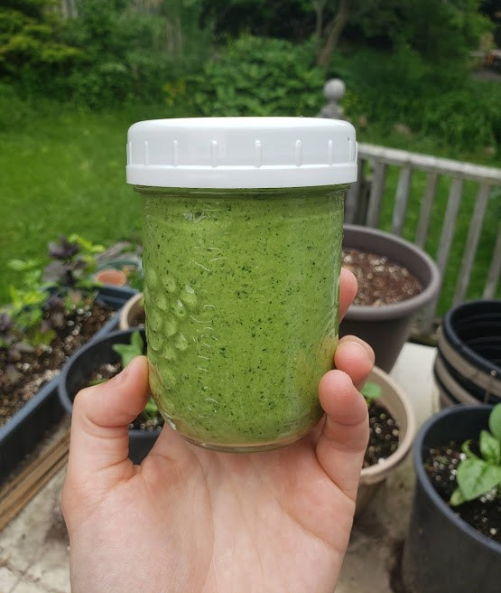 One of my favorite foraging recipes, blended garlic mustard pesto!