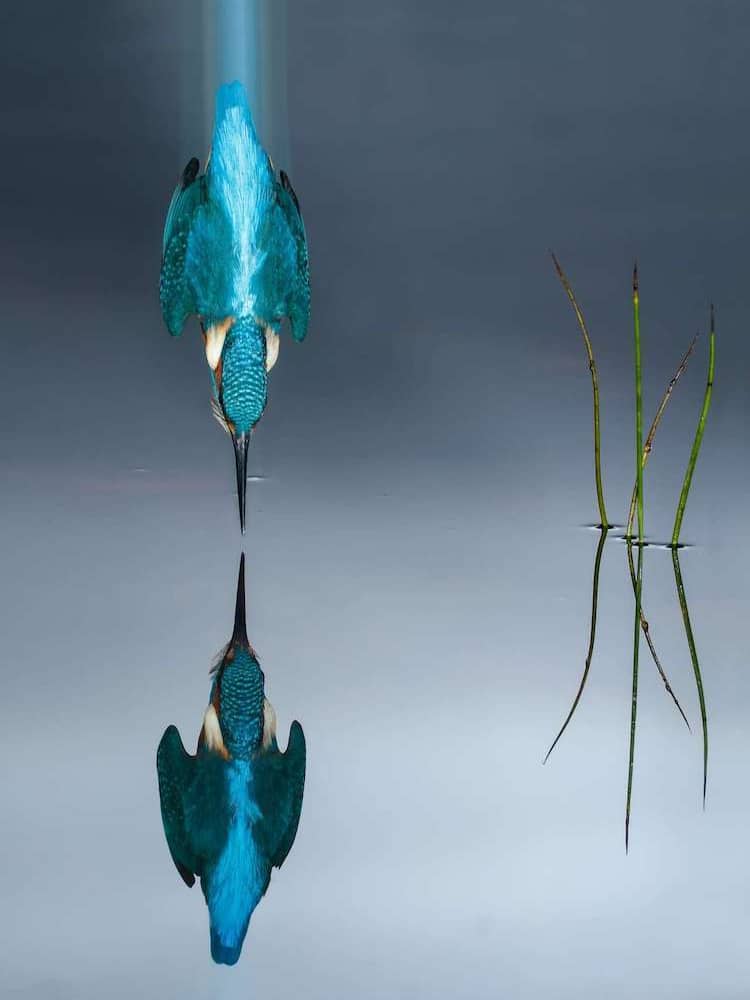 Kingfisher diving