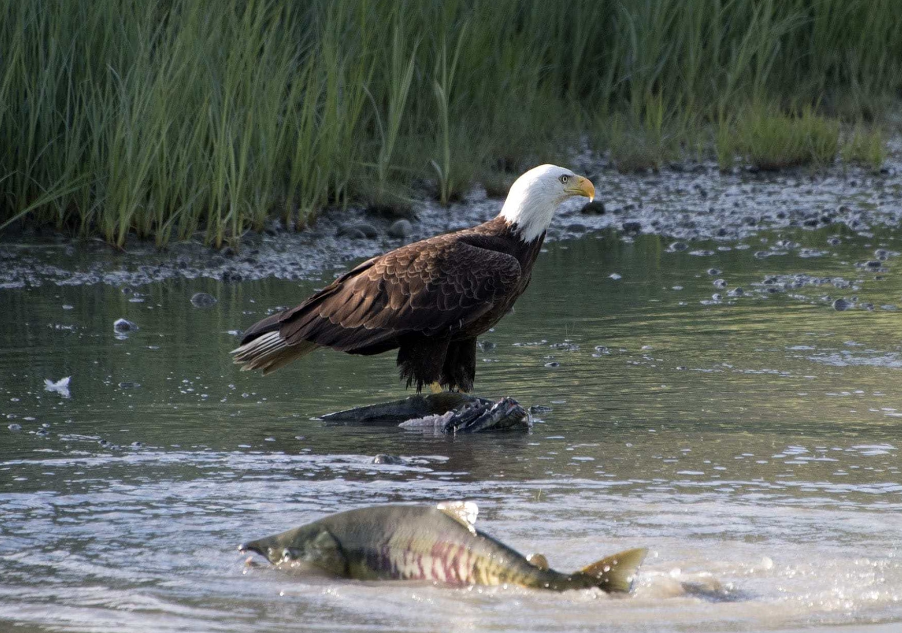 Pacific Coast life, eagles arrive to eat up the salmon.