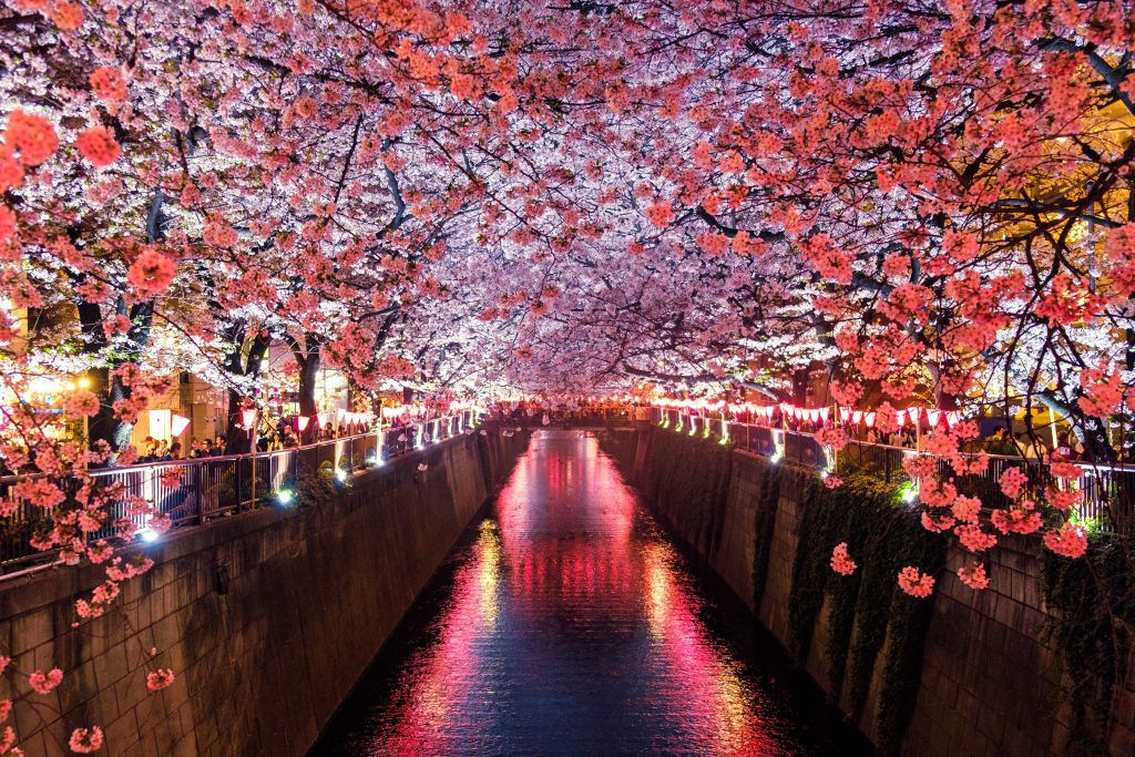 Cherry Blossoms Over the Meguro River