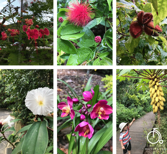 Indigenous flora at Singapore's Botanical Gardens.
