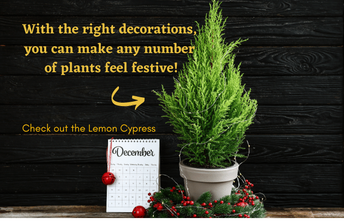With the right decorations, you can make any number of plants feel festive! Like the Lemon Cypress or a Norfolk Island Pine.