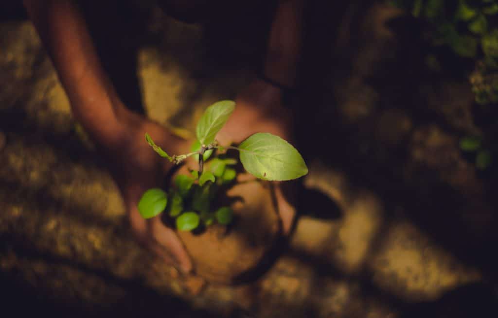 A search engine that helps plant saplings such as this. Pretty rad! 