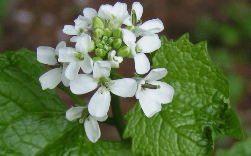 Garlic Mustard Plant