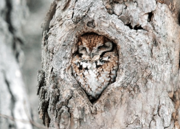 The Eastern Screech Owl.