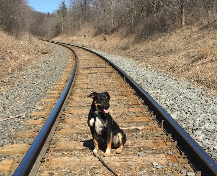 A black dog sitting in the middle of empty train tracks, surrounded by forest