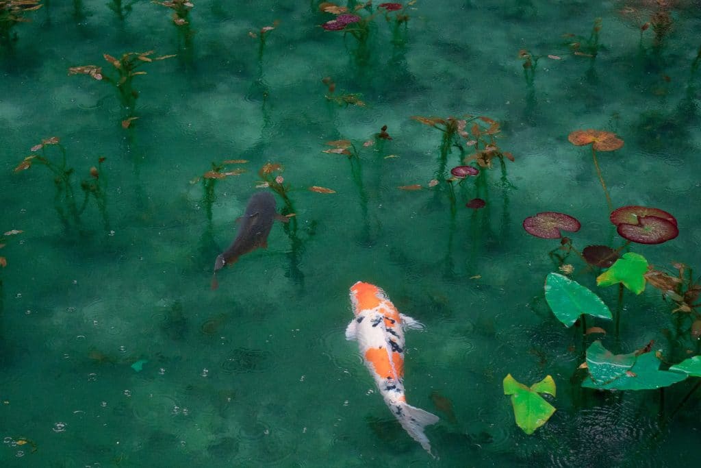 koi pond
