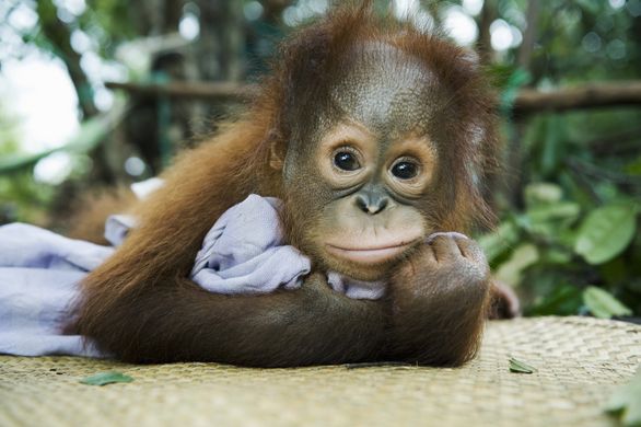 This cute baby orangutan is totally impacted by palm oil farming.