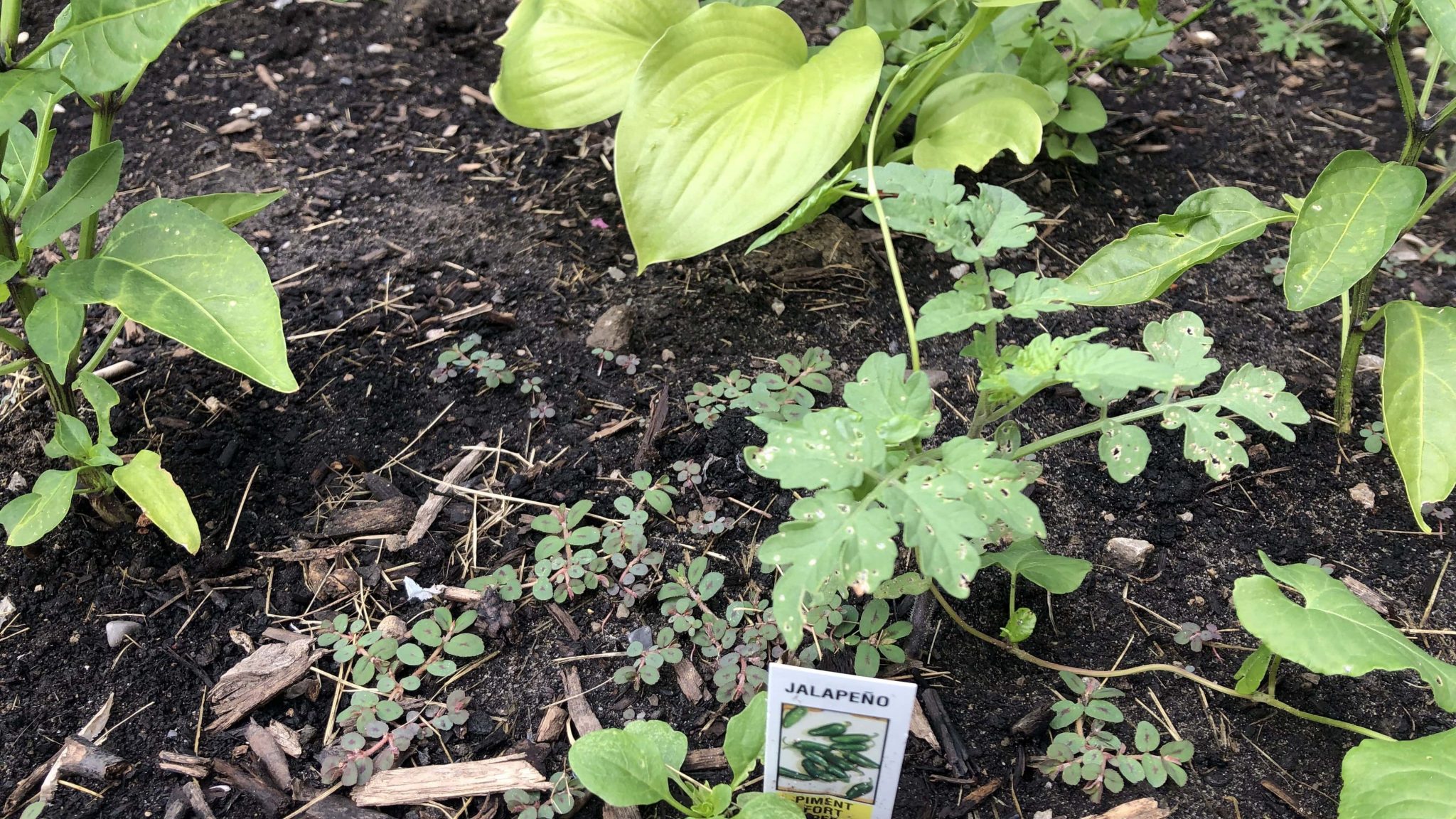 Garden in backyard with jalapeño plant in soil
