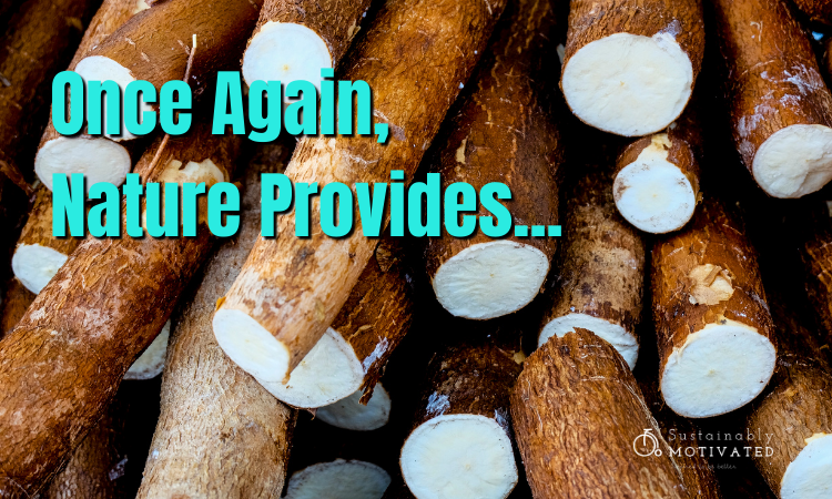 This sweet biodegradable bag is made from the humble cassava root.